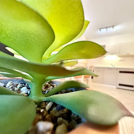 Menada Royal Sun 아파트